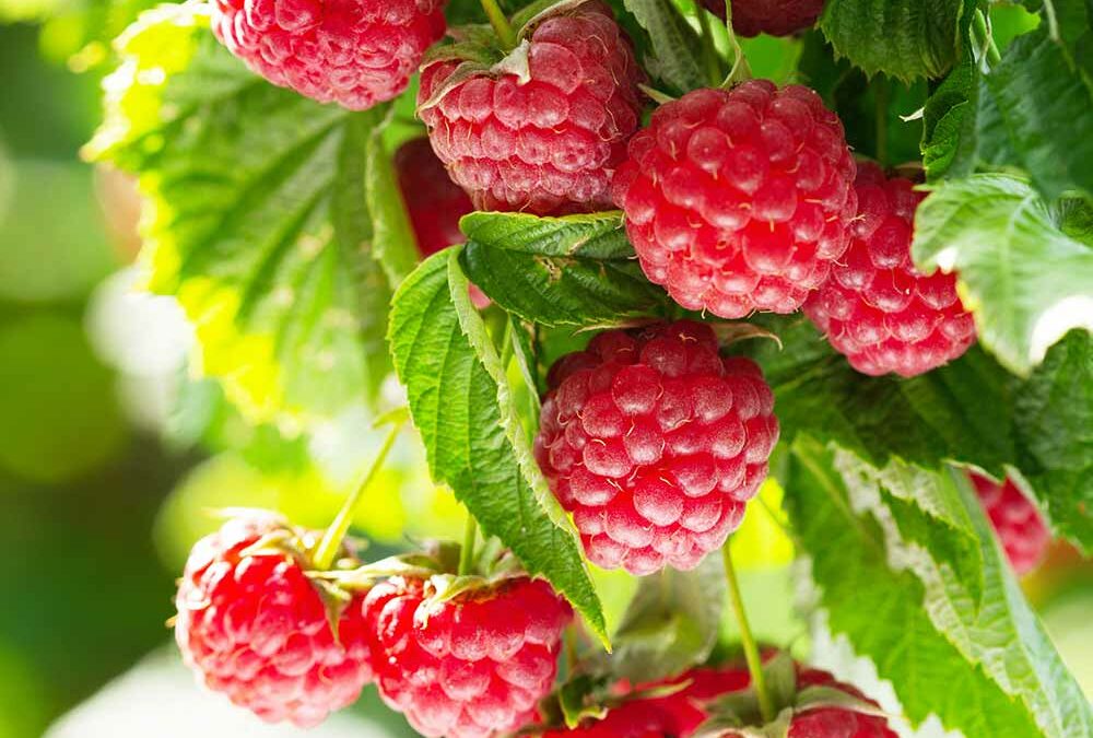 Himbeeren